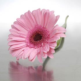 Boxed Pink Daisy Gerbera's